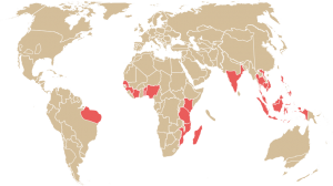 CASHEW INFORMATION – Cashews